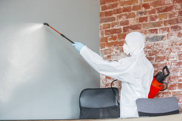 Best Water Damage & Mold Remediation  in Kimball, TN